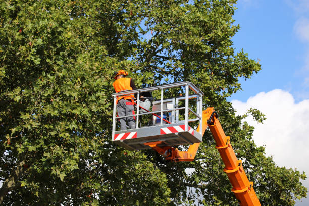 Sugar City, ID Tree Service Company